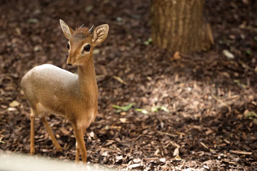 GaiaZOO---Kirk-s-dikdiks