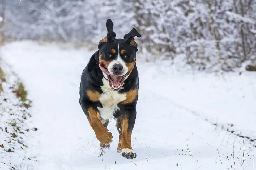 hond in de sneeuw Bieniu94 Pixabay