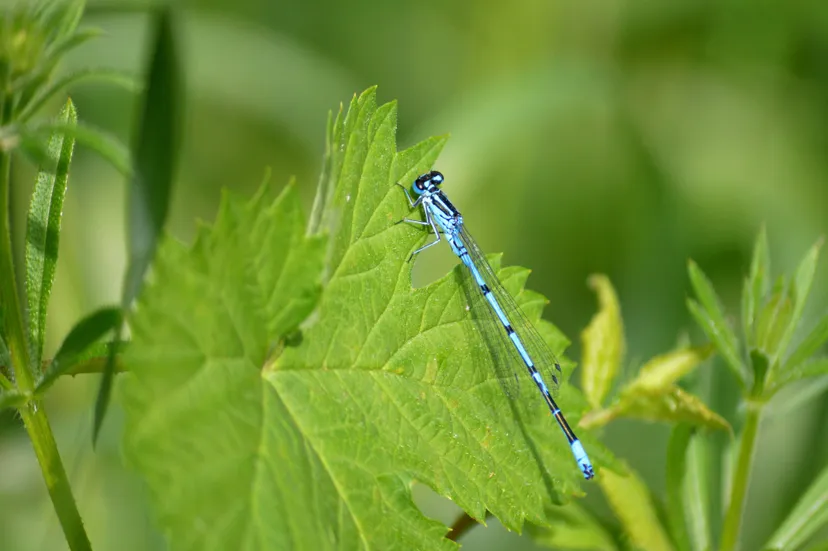 azuurwaterjuffer neelam279-damselfly-10312383