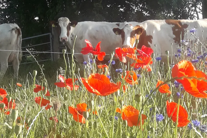 advertentie foto koe 6 1 2020