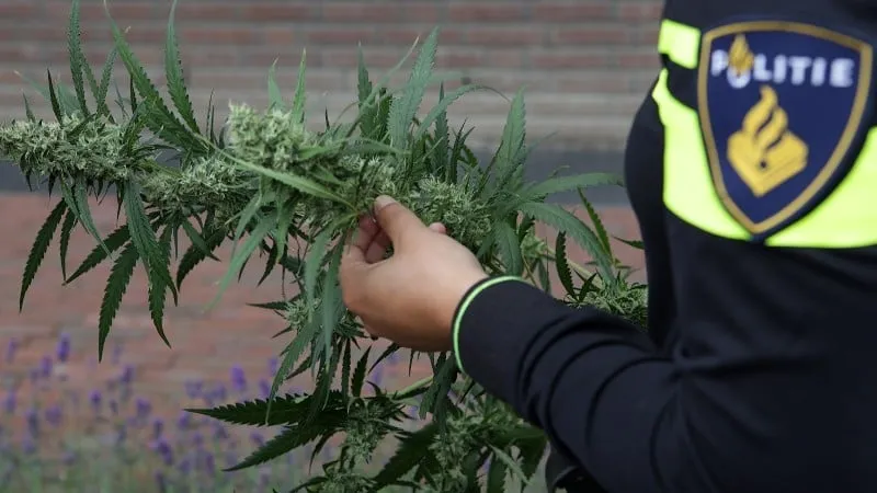 agent heeft hennepplant in handen1