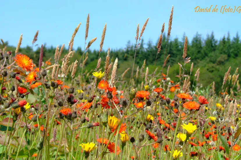 dscf7152 bewerkt 1 e1435245698137