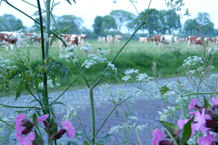 dscn1776 1 e1528751823426