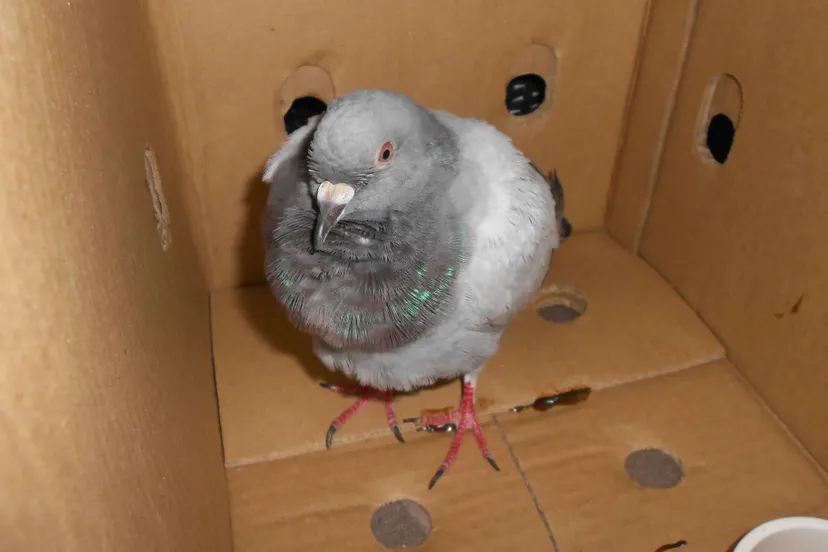 dscn2450 e1439372844666