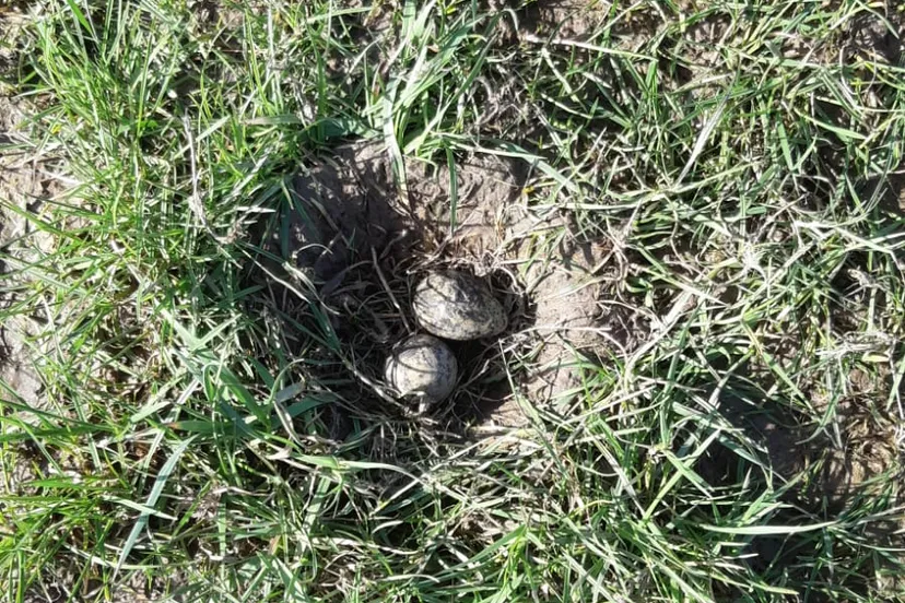 eerste kievitsei van overijssel grafhorst 2024