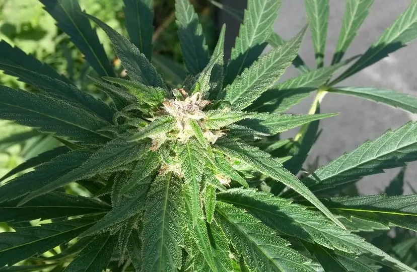 flower 654075 960 7201