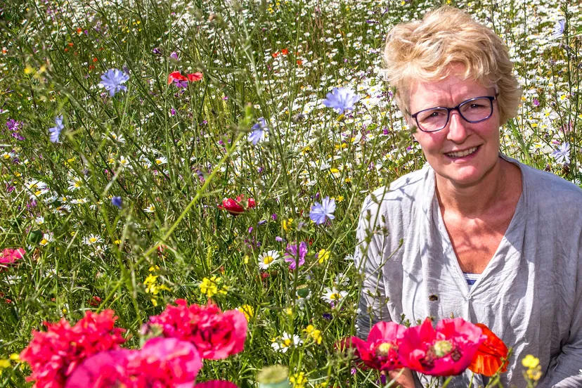 geen angst meer voor wespen