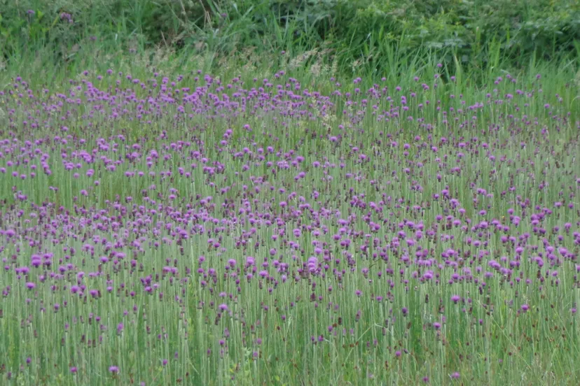 groot zandbrink blauwgrasland met spaanse ruiter e1431723826514