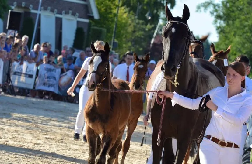 handelskeuring fotohk2 e1435873554216