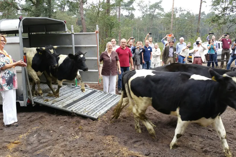 heidekoe op lankheet 20160909