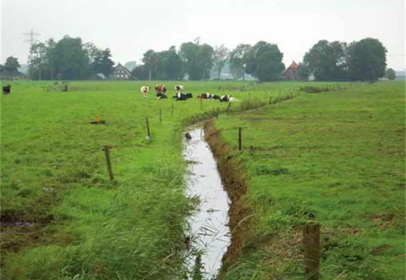 landinrichting staphorst koeien