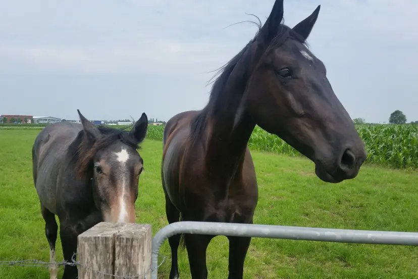 paarden politie staphorst