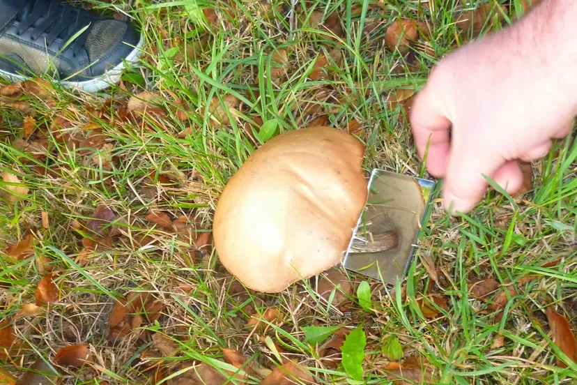 paddestoel spiegeltje 2013 077 e1444206583573