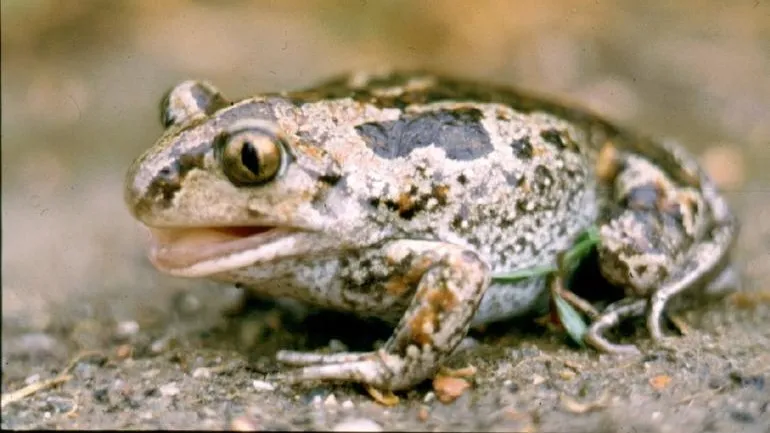 pelobates fuscus insubricus01 e1431085770868