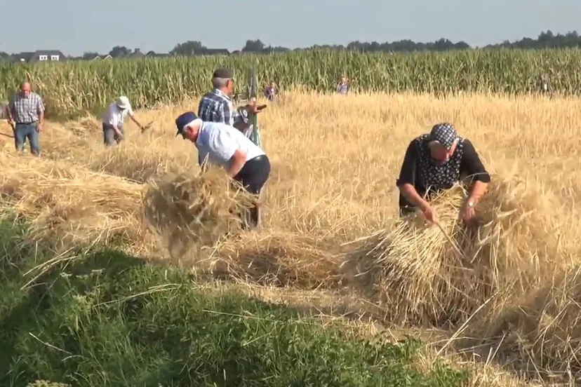 roggemaaien 2018 youtube