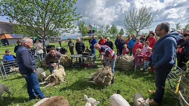 schapenscheren zaterdag 30 mei 2015 de veldschuur e1433146265106