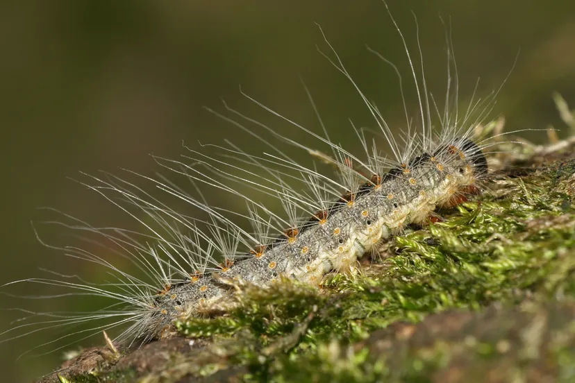 thaumatopoeia processionea caterpillar e1436906734898
