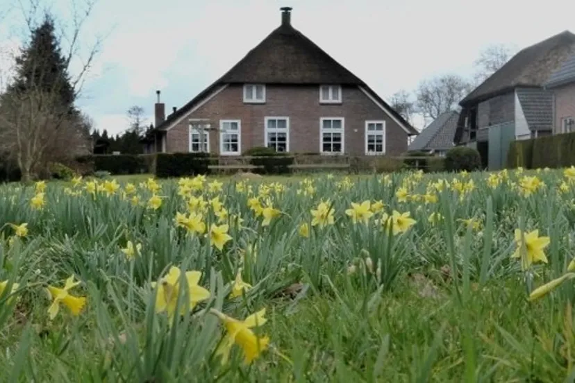 wilde narcis een grote goeiplaats van de soort in een tuin in rouveen1 e1459328425716