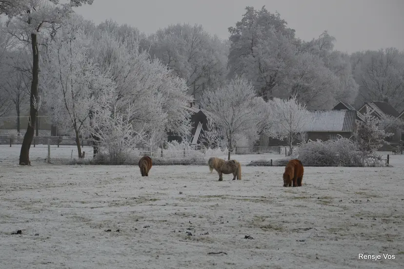 winter staphorst 18jan2017 2