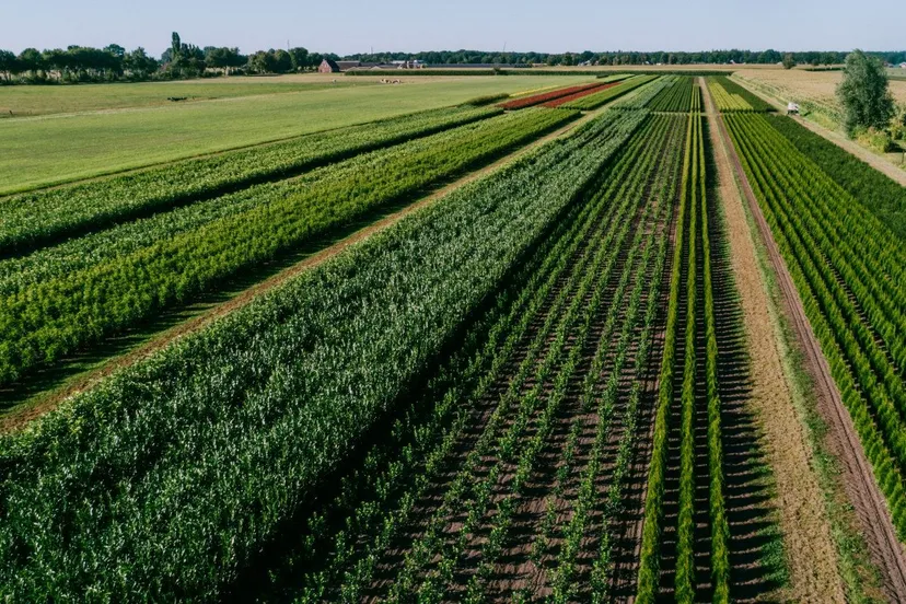 kwekerij plantium huurgrond