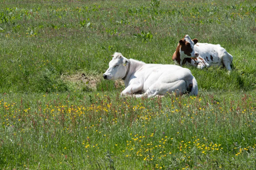 1751363392489-boerennatuur