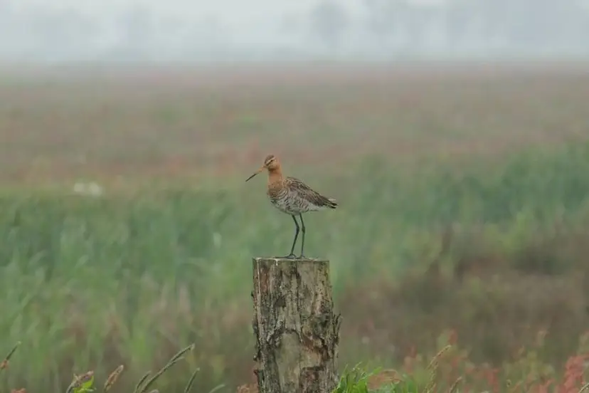 weidevogel-anv-horst-en-maten