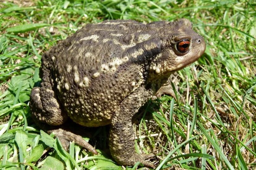 2019 1 lezing ravon maart foto gewone pad ton bode 1 50