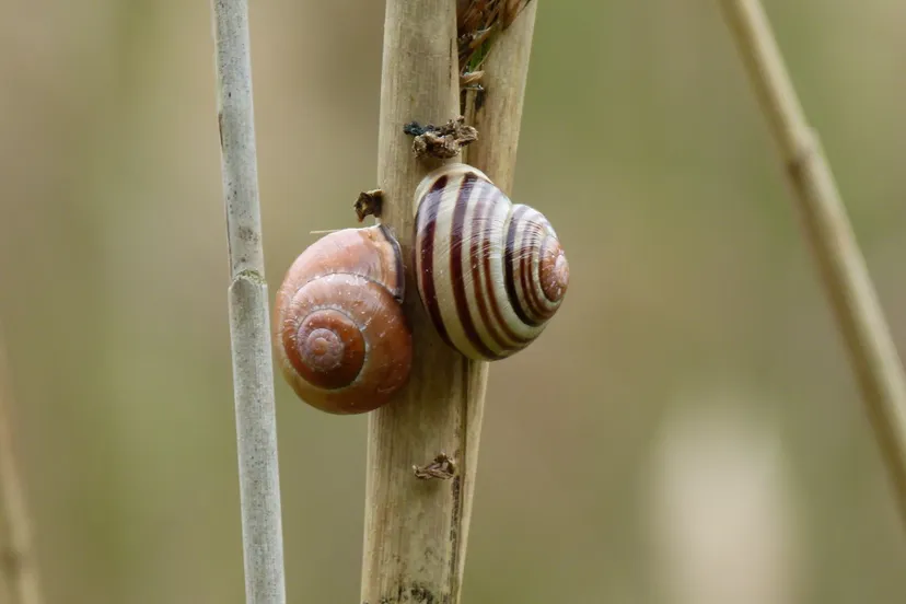 2019 1 lezing slakken foto huisjesslak ton bode 1 50