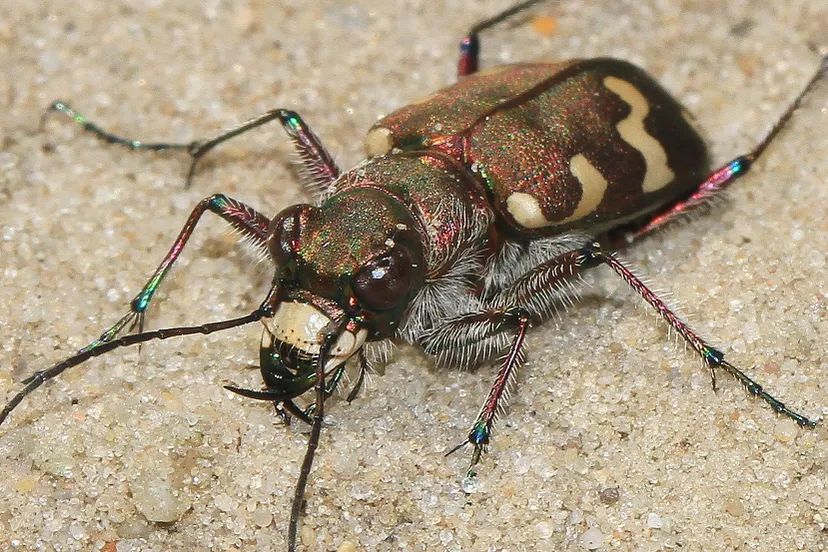 23 6 2018 insecten blesdijkerheide