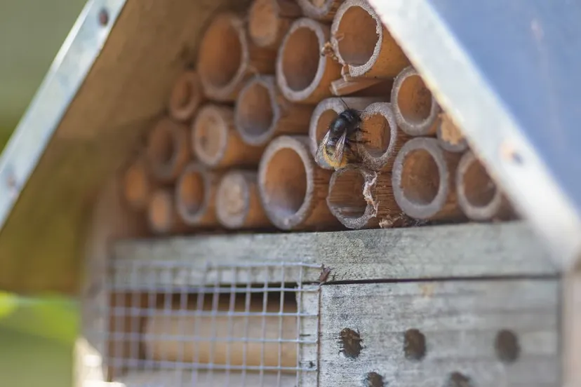 29 mei zoem dr bij foto van bibliotheek steenwijk