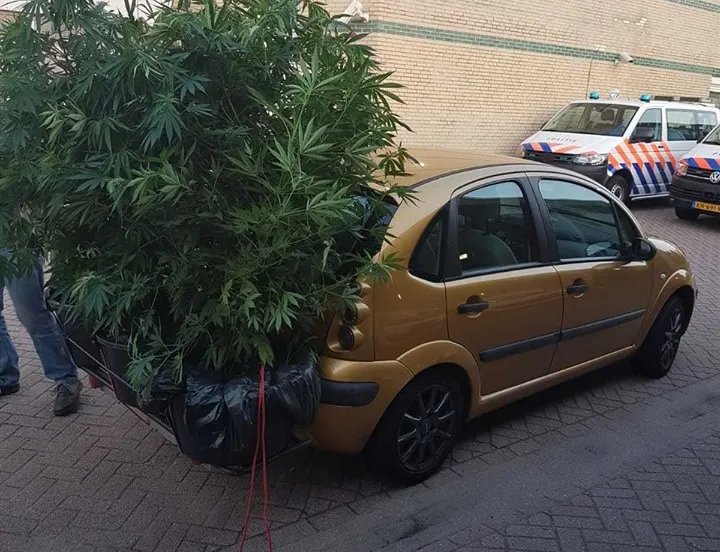 39777361 2269510533284404 3971126658802384896 n