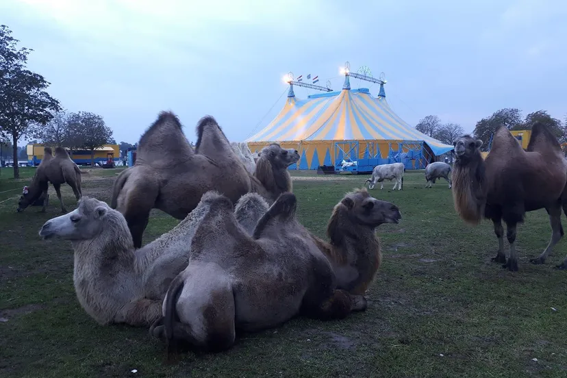 43382017 1857032807679964 8593923710379884544 o