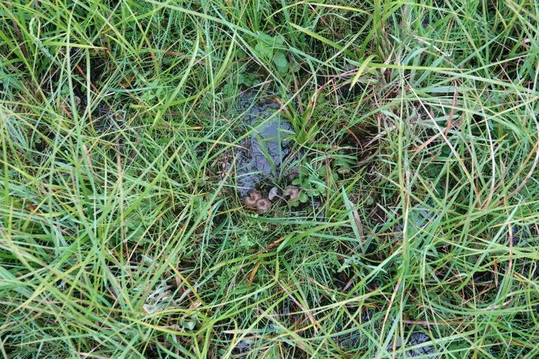 52a31f46 0d3e 4199 8f19 a7a42dfdc0fc