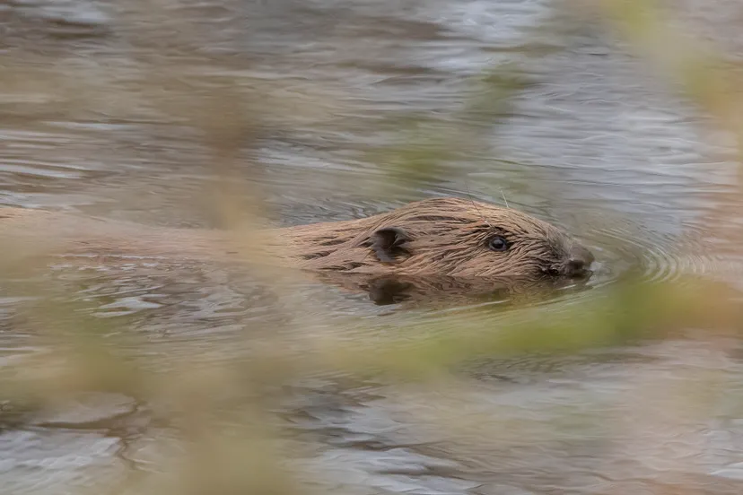 bever dewieden johannprescher 50