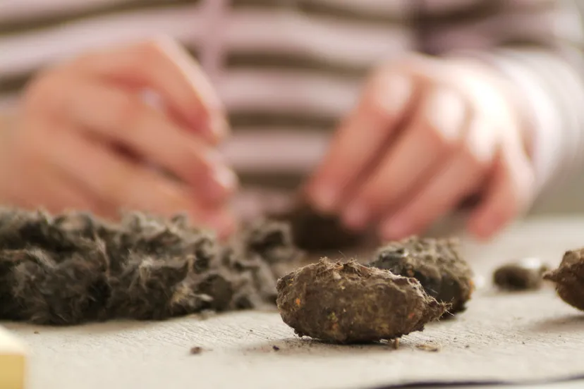 braakballen pluizen 1