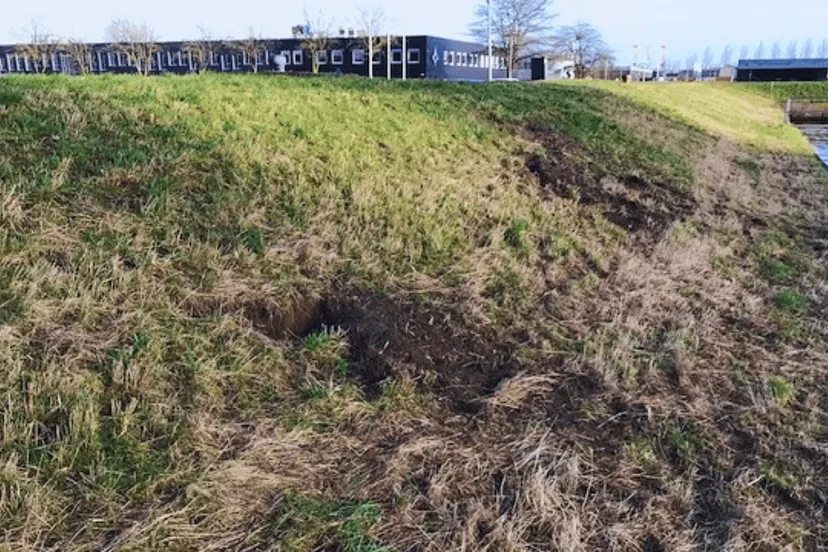 foto graafschade door hond aan dijk