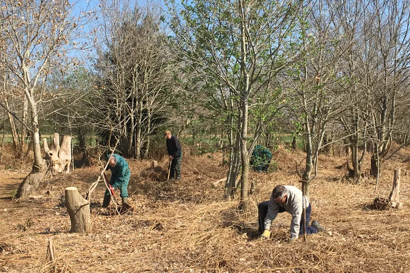 foto knoppersbosje regina brouns 50