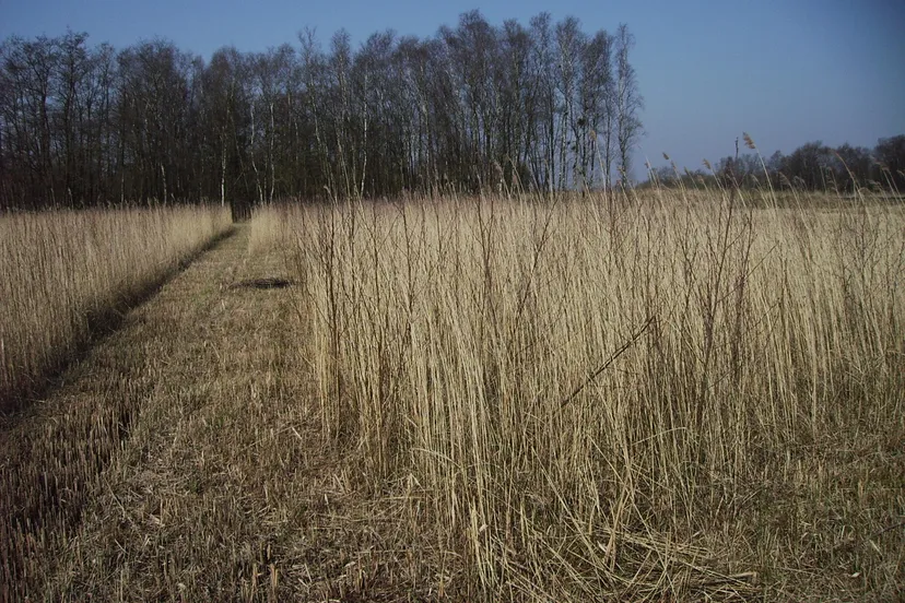 foto rietland bos overjarig riet 2018 al