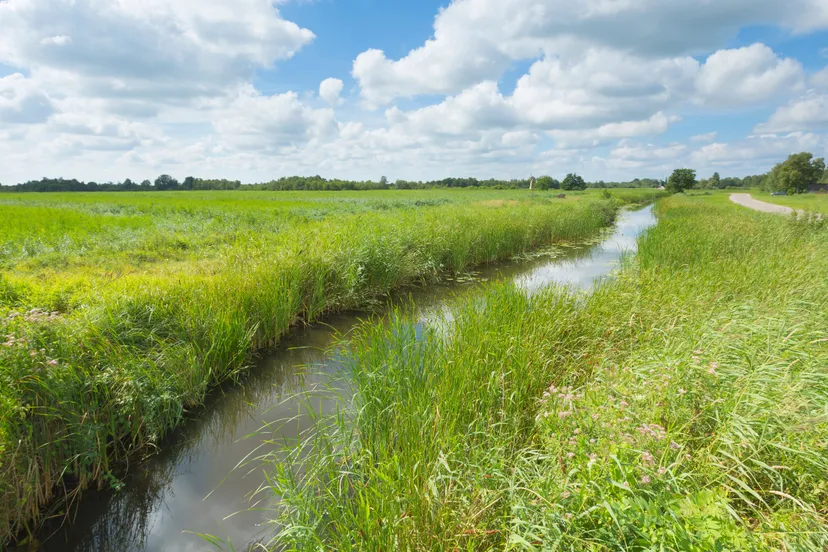 foto sloot in gebied wdodelta