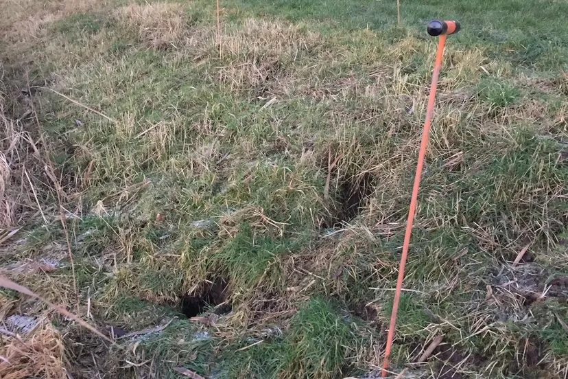 graafschade door muskusratten