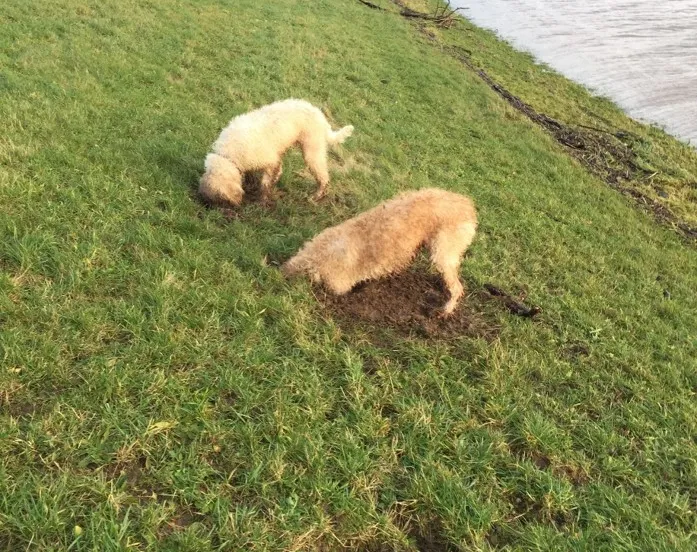 gravende honden in dijk