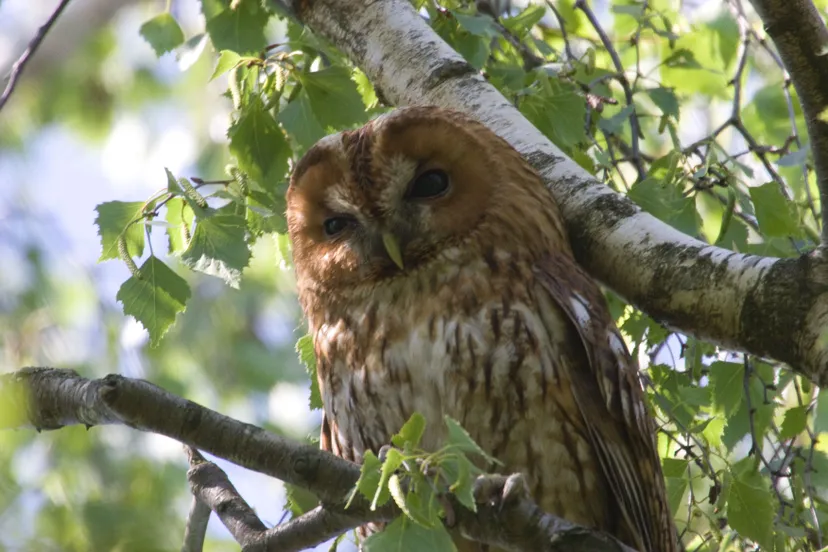 iv december uilen woldberg