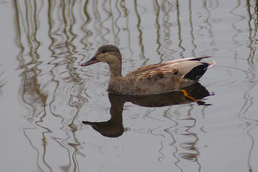 iv november eeserwold