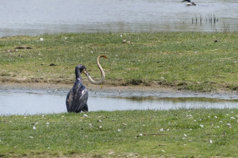 iv oktober huttentocht