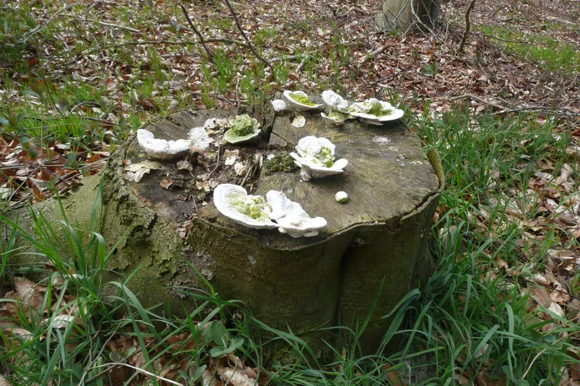 iv september blesdijkerheide