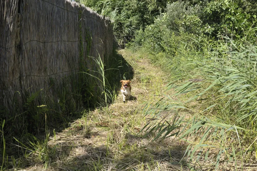 kooikershond naast scherm