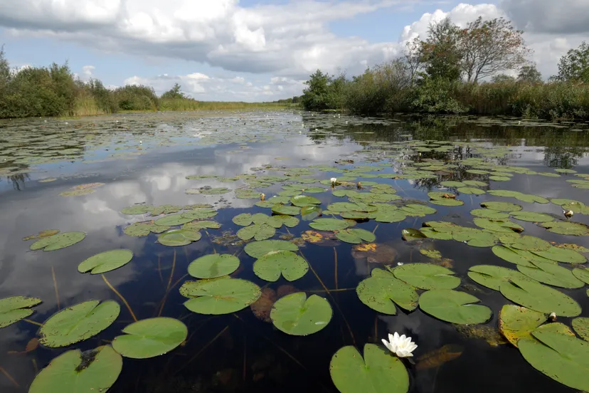 landschap de weerribben c phillip friskorn