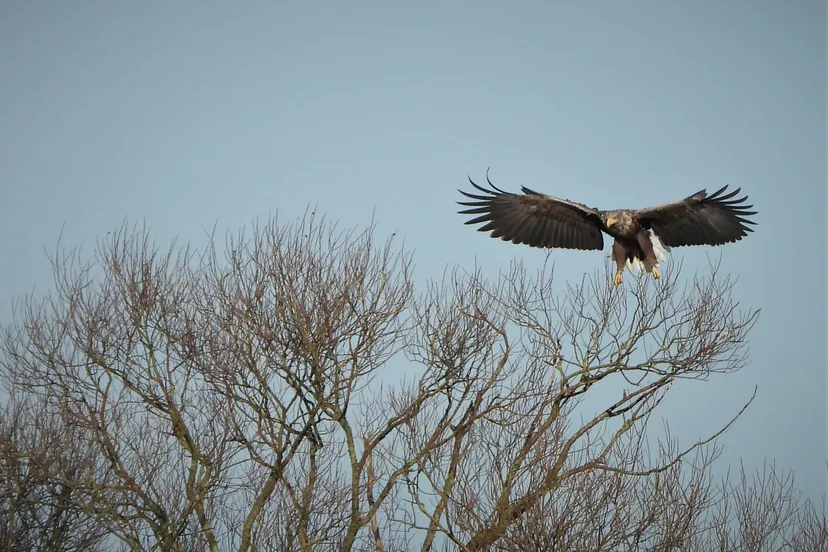 lezing 14 december fotograaf albert draaijer zeearend landt