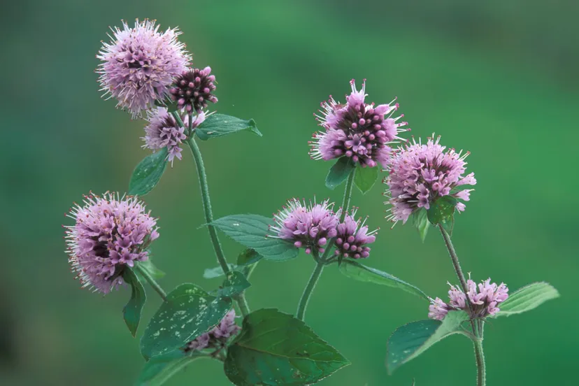 munt bloeiend pf 1998 5054 01