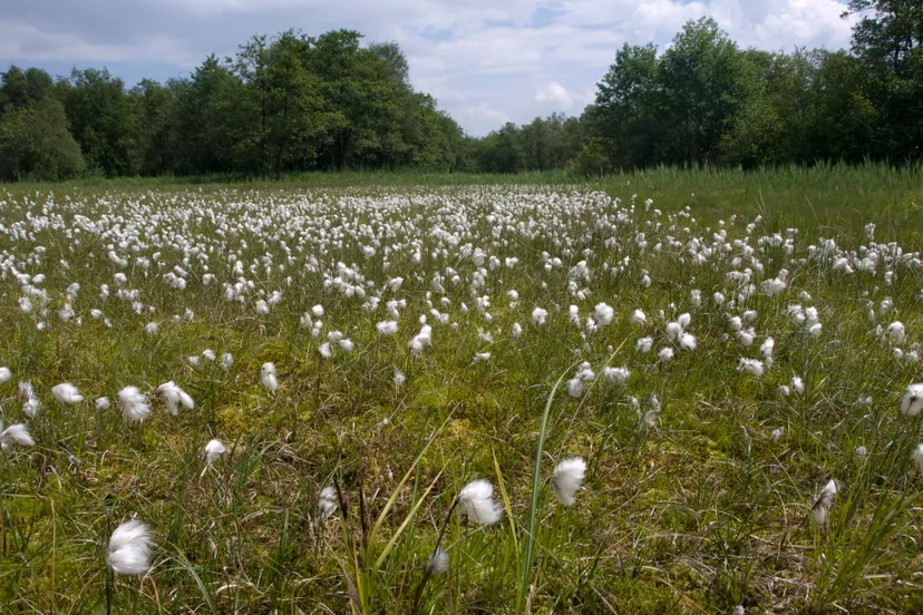 namo29714 veenpluis bouwbord